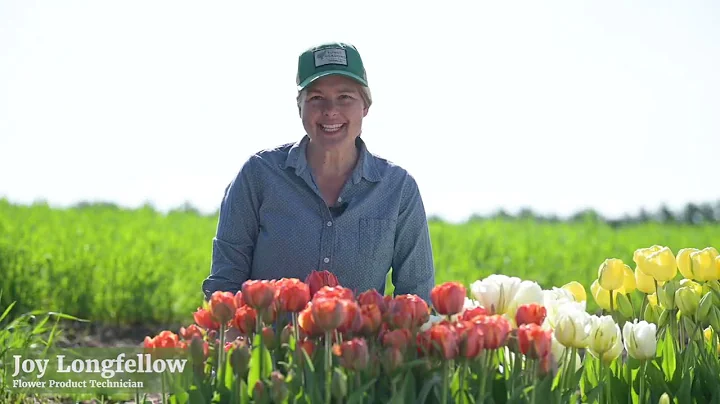 'Queensday' Tulip from Johnny's Selected Seeds