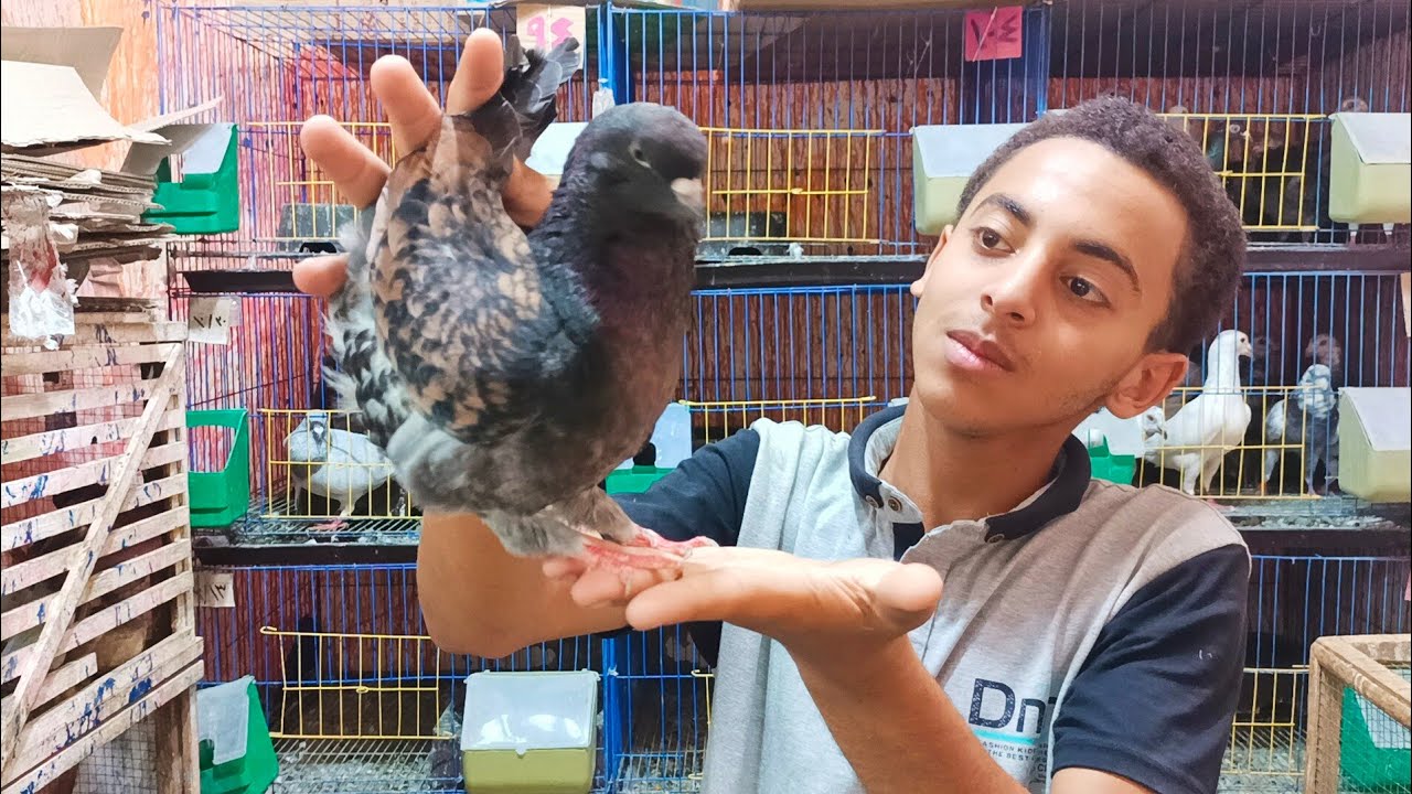 موجود مجموعه 🔥 حمام يمني وزاجل وغزار ومدنه عند يوسف 01111712200#العناني