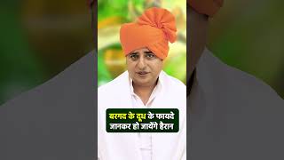 बरगद क दध क फयद जनकर ह जयग हरन Sanyasi Ayurveda