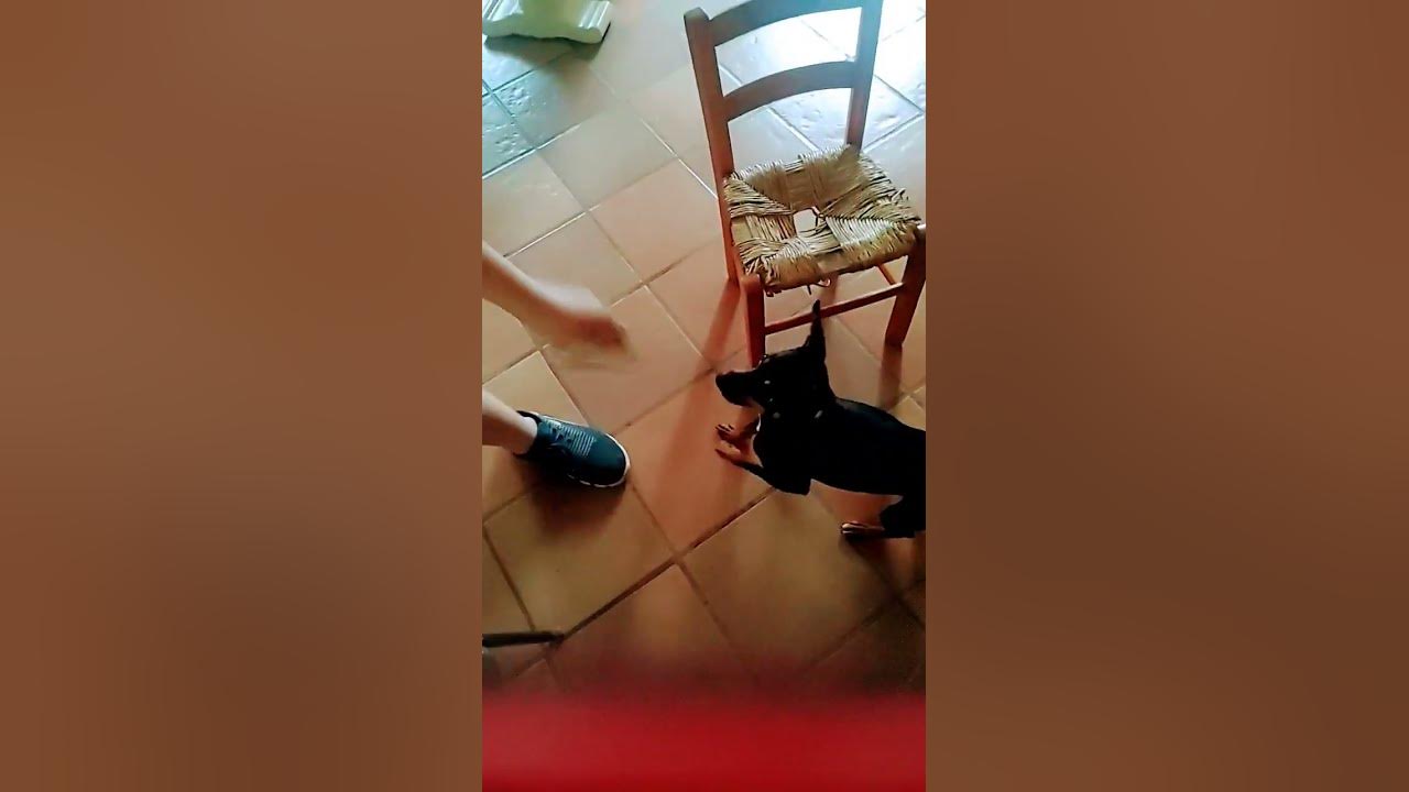 il cane di Federico agguerrito YouTube