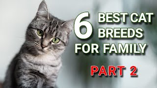 6 BEST CAT BREEDS FOR FAMILY, GOOD FOR CHILDREN | PART 2