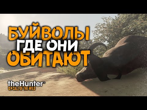 Видео: TheHunter Call of the Wild - Буйволы - ОПАСНАЯ ОХОТА - Саванна