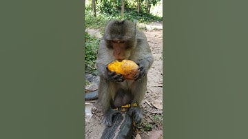 Joey like eating mango so much #wildlife #shortsvideo #wildmonkey