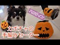 【かぎ針犬服】小型犬のハロウィン用かぼちゃ衣装をダイソーさんのアクリル毛糸で編んでみました