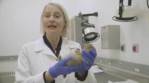 Human Hibernation Medical Breakthrough