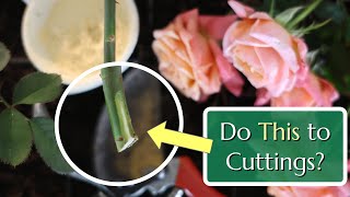 Should You Score Cuttings? Plant Propagation by Fraser Valley Rose Farm 33,774 views 5 months ago 3 minutes, 44 seconds