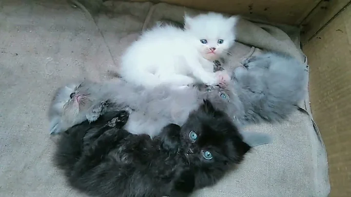Video 8980301: persian himalayan kittens, cute himalayan persian