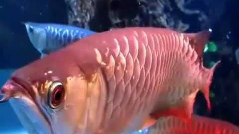 T✔ Cá Rồng Huyết Long Nuôi Chung Không Đánh Nhau Kênh sinh vật cảnh