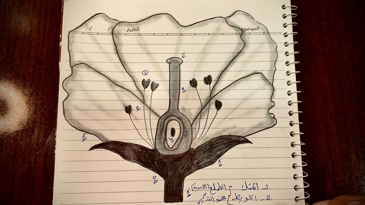 رسم الزهرة النموذجية للصف #الرابع_العلمي #الفصل_السابع 🌷❄️✨