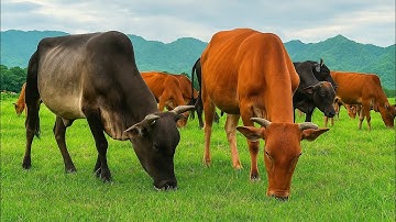 Mengembala Puluhan Sapi Lembu Jinak Yang Sedang Merumput Di Sore Hari|Pemandangan Alam Indah|SapiMoo