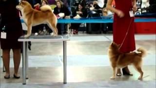 International Dog Show 