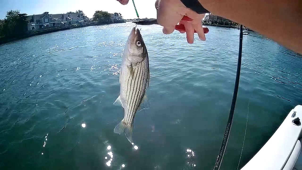 Vertical jig small striped bass on crippled herring lurePoint Pleasant