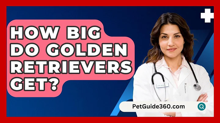How Big Do Golden Retrievers Get? - PetGuide360.com
