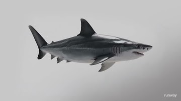 Runway Gen-4.5: Anatomy, Physics & Motion Showcase [92/100]