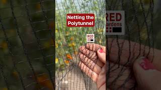 Netting the Polytunnel #tomatoes #pests #growyourownfood