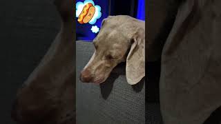 rt the Weimaraner: asleep while on guard #dog #funnypuppy #new #viral #weimaraner #funny #love