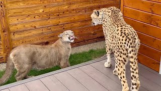 We continue our strolls together. Puma Messi and cheetah Gerda learn to interact