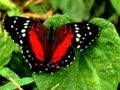 Life Cycle Stages of Butterflies