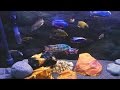 Epic Mixed African Cichlids Tank Close & Personal HD