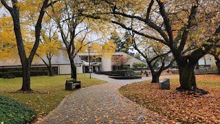 Windy Autumn Walking Tour on Cedar River Trail & Amazing Falls Leaves at N Riverside Dr, Renton screenshot 2