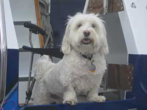 Dogs on the Fourth in Friday Harbor in the San Jua...