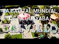 #1 AGUASCALIENTES "CALVILLO" LA CAPITAL MUNDIAL DE LA GUAYABA