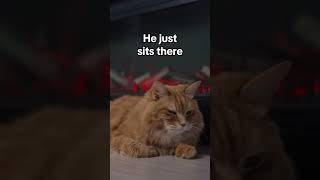 Look at this little guy  cats catvideos cat
