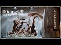 【アクアリウム】2万円の変な流木で立上げる60cm水槽/ハイタイプ/aquarium/vlog/陰性水草/#24