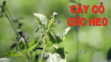 Cây cỏ c ức heo với công dụng cho sức khỏe