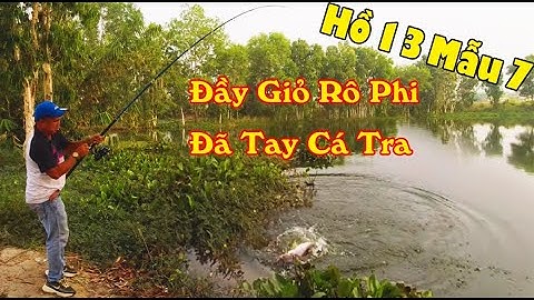 Câu Cá Hồ 13 Mẫu 7 Giật Cá Tra Cá Rô Phi Đã Tay | Hồ Câu Cá 13 Mẫu 7