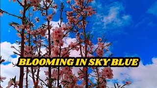 Blooming in Sky blue | Flowering Music