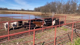Sold the Rough Set of Calves by Farm & Hammer 10,378 views 1 month ago 12 minutes, 37 seconds
