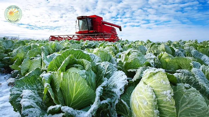How Japanese Farmers Harvest Cabbage in the Snow | Farming Documentary