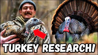 Wild Turkey Research in KENTUCKY!!! (with Dr. Mike Chamberlain)