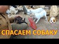 Подобрали бездомного ЩЕНКА. Спасаем Собаку от голода!