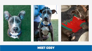 Meet Clever, Calm, and Cheerful Cody