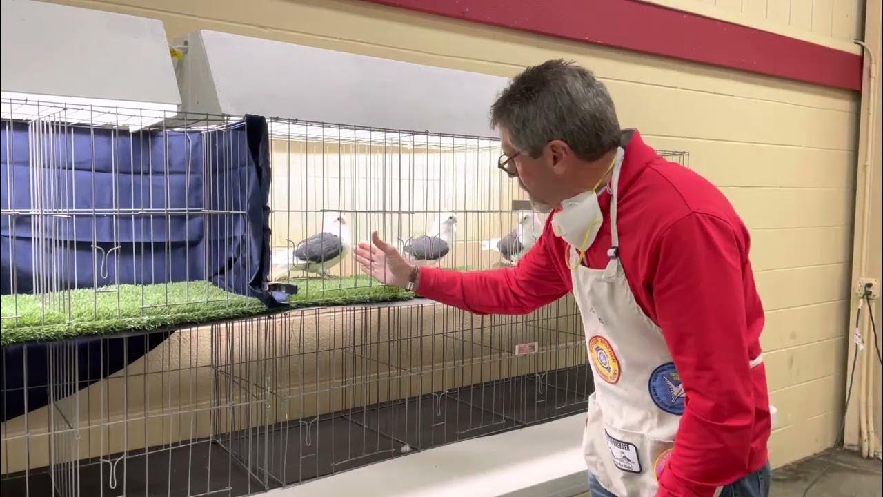 2022 Pigeon show Great Western Blue check judging by Bill Henderson