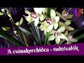 Csónakorchidea tartása | Tudj meg mindent a cymbídium orchideáról