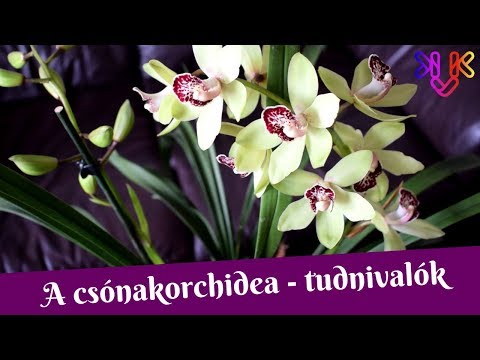 Videó: Hogyan szaporodnak a cymbidium orchideák?