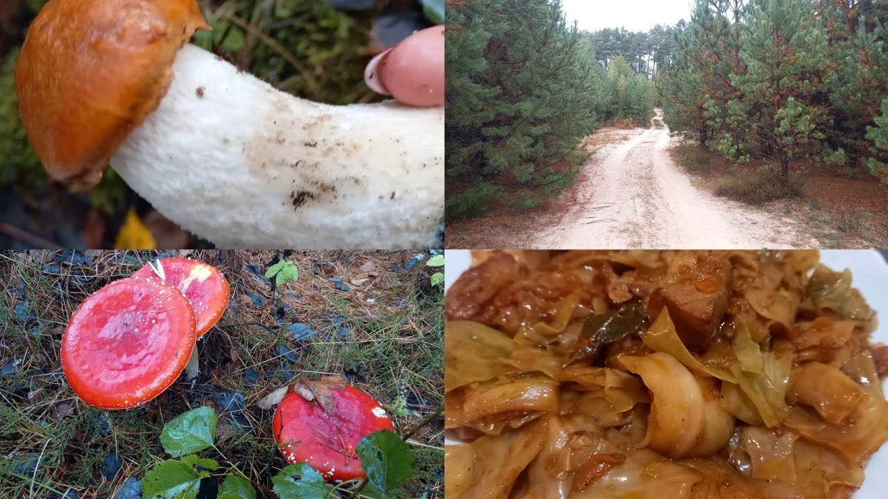 ТИХЕ ПОЛЮВАННЯ 🍄І КАПУСТА В РУКАВІ