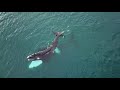 Apareamiento ballena Franca 4K