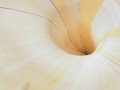 Study of an arum lily