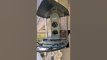 Beako Kiwibit - Best AI 4K Bird Smart Feeder