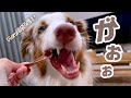 2026年Diaraさんの福袋を開封していくよ🎍🐶🎍【ボーダーコリー×オーストラリアンシェパード】