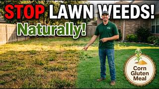 How to Use Corn Gluten Meal for a Weed-Free Lawn | Step-by-Step Guide