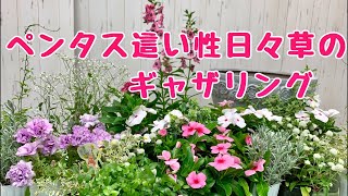 上からペンタスと這い性日々草のギャザリング