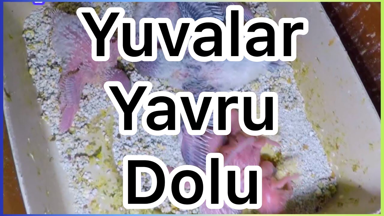 Muhabbetkuşu Yuva Açılışı Büsürü Yavru Kontrolü Geneldurum