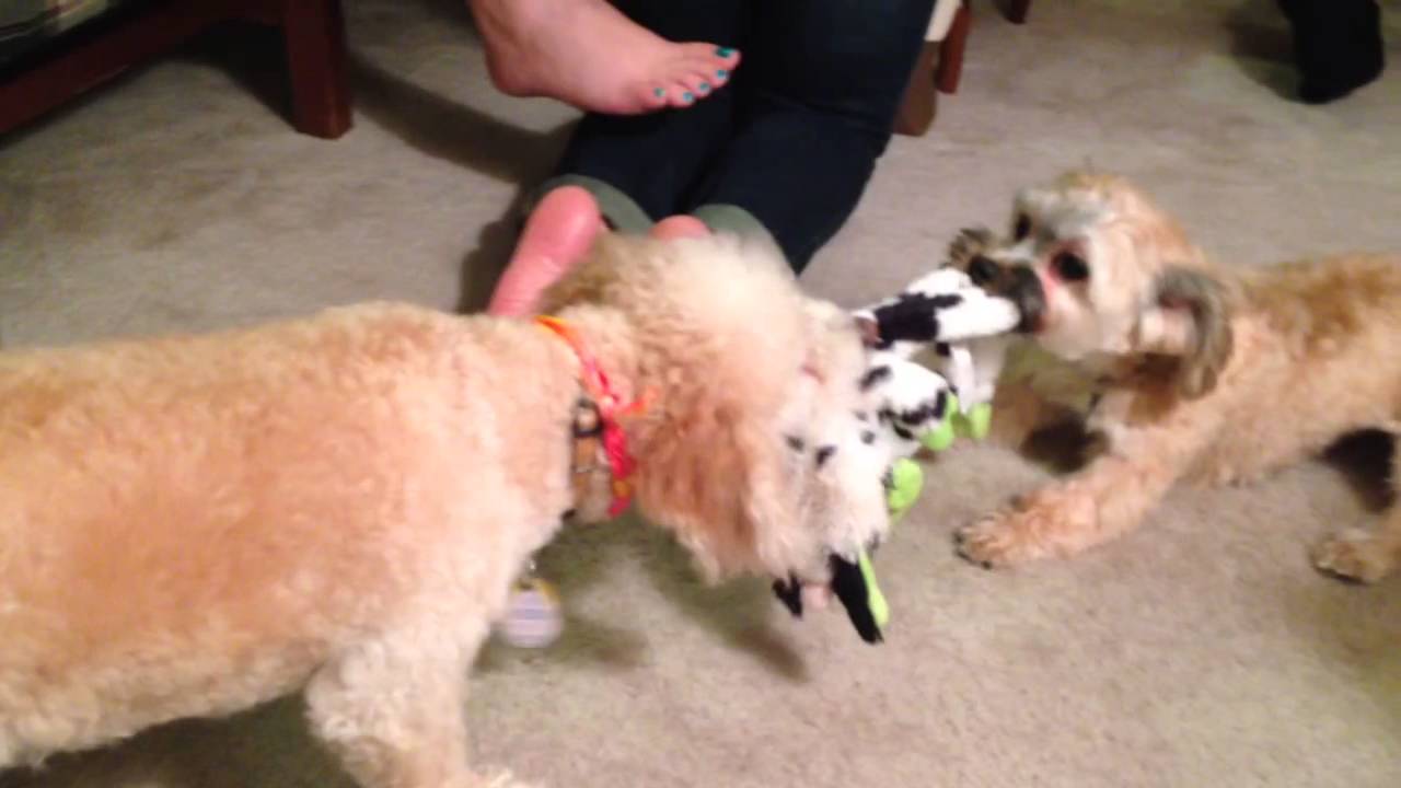 havanese vs bichon bichon vs havanese tug of war havanese vs bichon bichon vs havanese tug of war