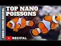 Poissons marin aquarium nano reef safe