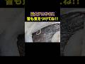 【衝撃映像】これは無理... 巨大アニサキスVSへんおじ #shorts #へんな魚おじさん #アニサキス